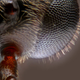 Imagen para el artículo titulado Fotografías macroscópicas tan nítidas que parecen irreales
